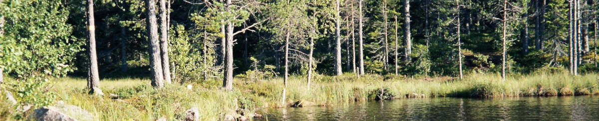 Banner Wald